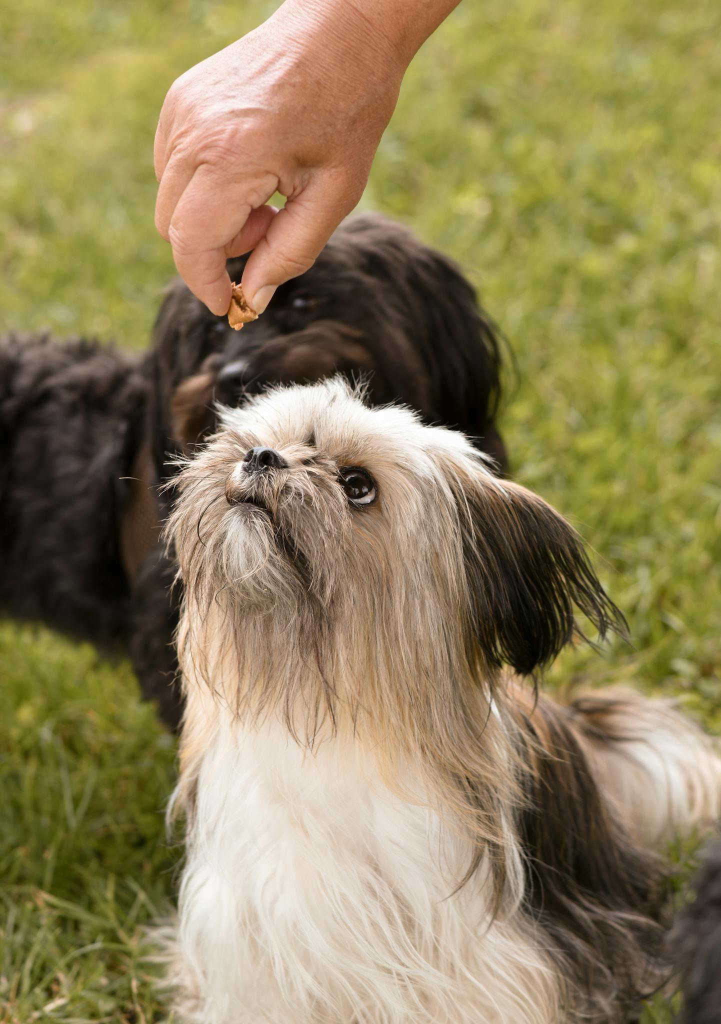 A cute Shih Tzu puppy sits attentively, looking up at a treat held by a hand.