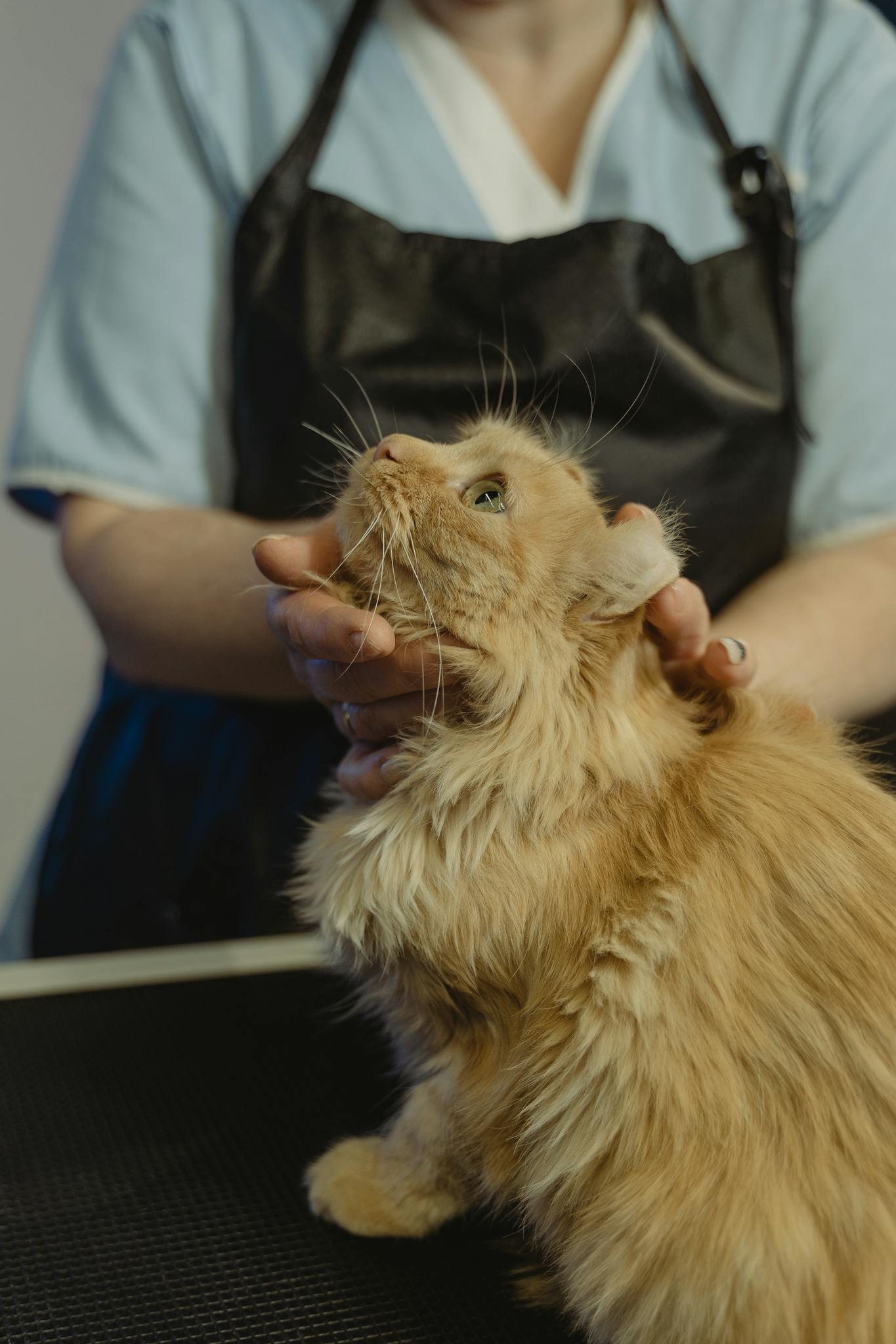 A groomer in an apron gently holds an attentive fluffy cat indoors.