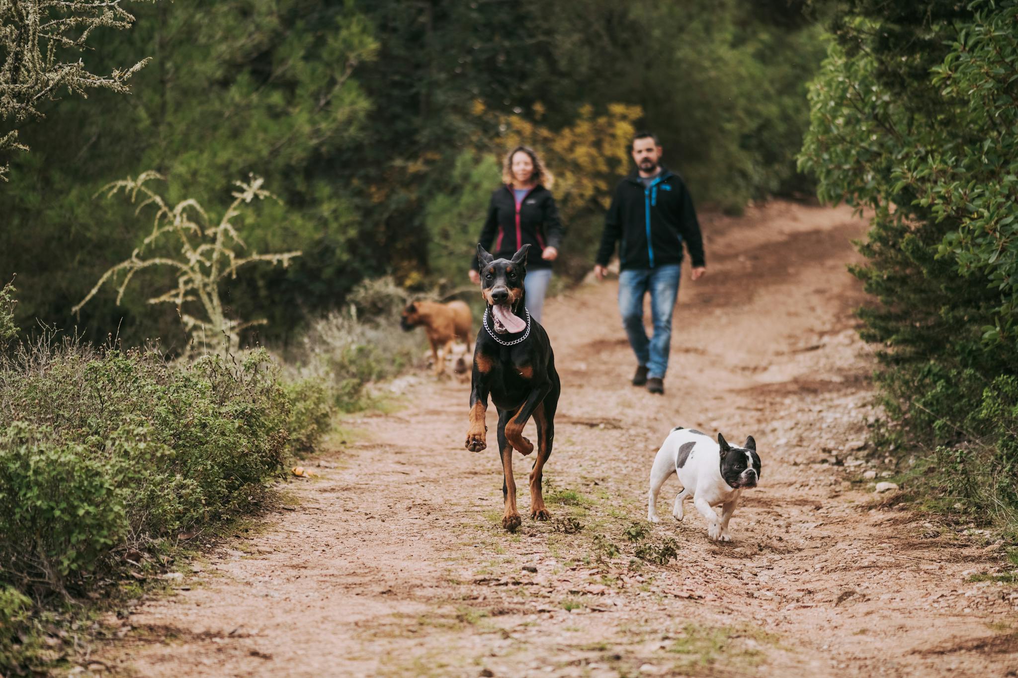 Two adults walking dogs on a wooded trail, capturing outdoor joy and exercise.