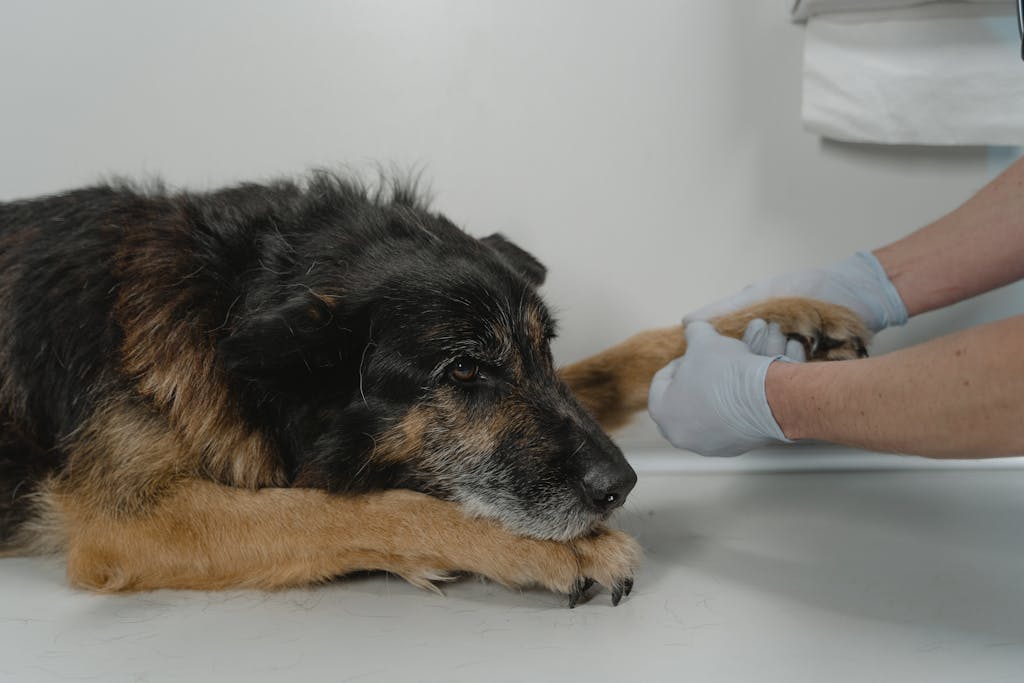  Dog with a leg cast resting at home after surgery for an accident

