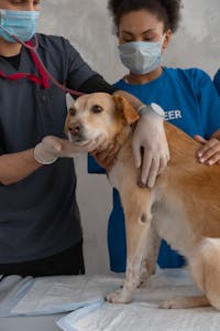emergency-pet-insurance-dog-