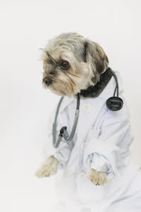 How Much Does Pet Insurance Cover? (2025 Breakdown)