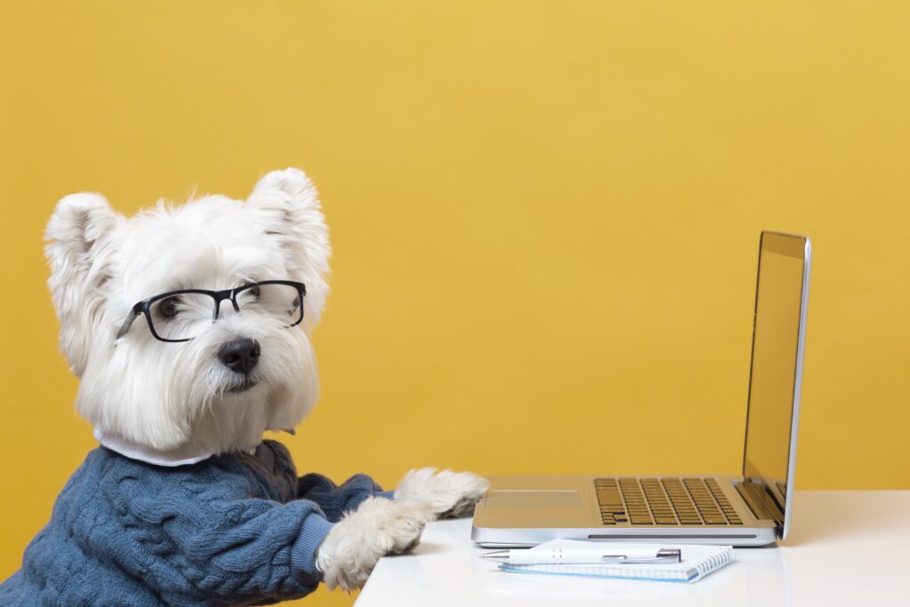 Pet owner calculating vet expenses before insurance