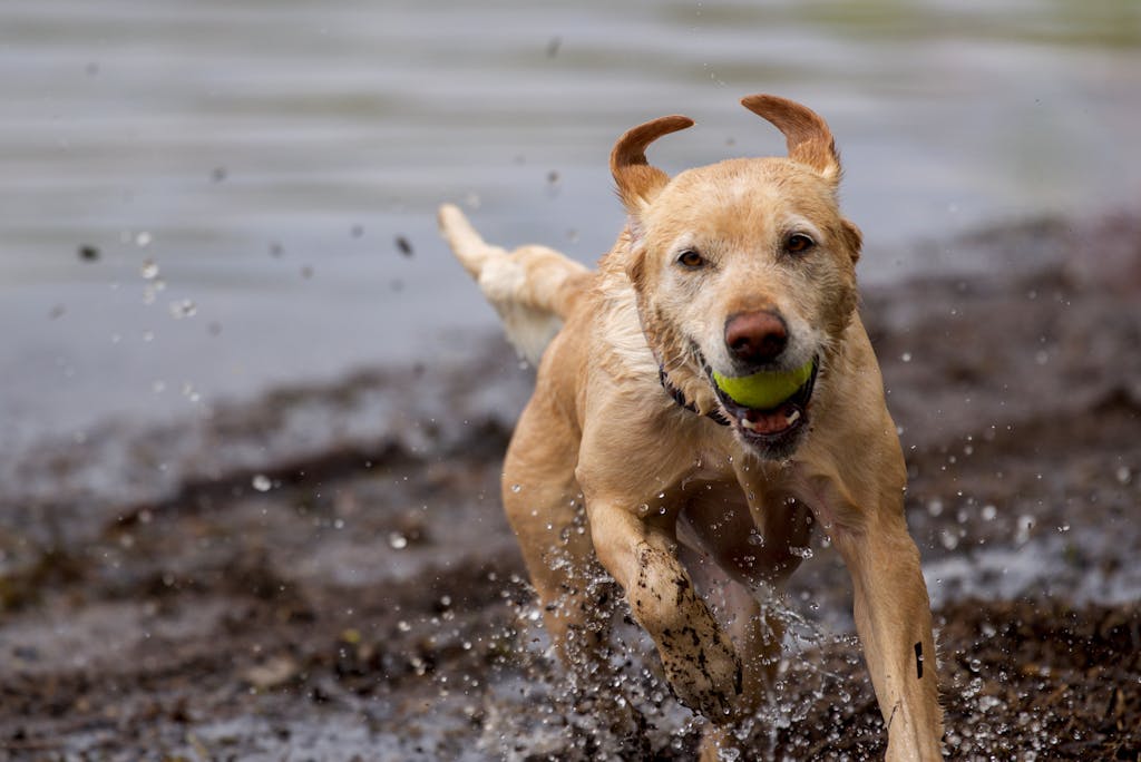 Golden Retriever with diabetes—example of incurable condition covered by AKC after waiting period”

