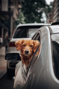 Injured dog receiving emergency treatment at a veterinary clinic after an accident