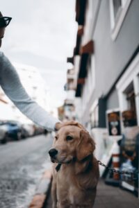 Pet owner comparing affordable insurance plans on a smartphone in 2025