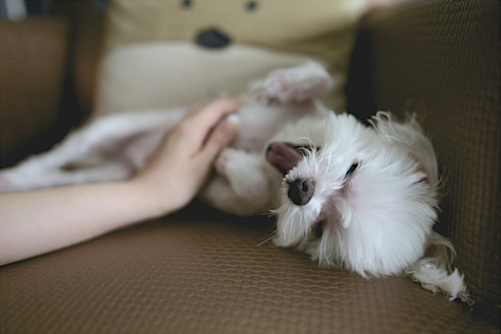 Checklist of low-cost pet insurance benefits with modern icons


