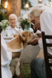 Affordable dog insurance plans for 2025 - Comparison of top providers like Lemonade, Spot, and Fetch.