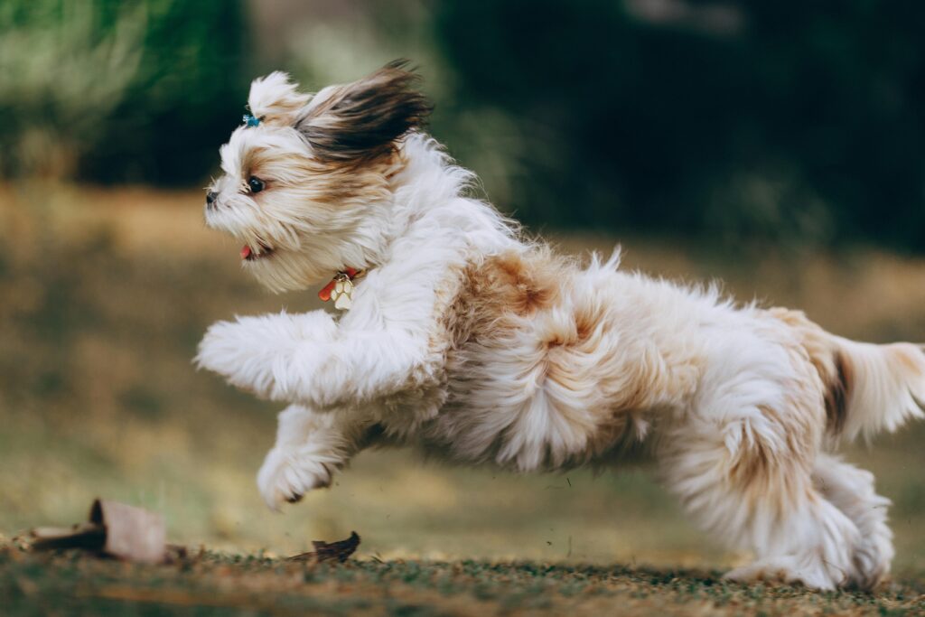 Vet bill breakdown showing deductible, non-covered fees, and final reimbursement”