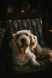“Pet owner using telehealth vet app on phone at home”