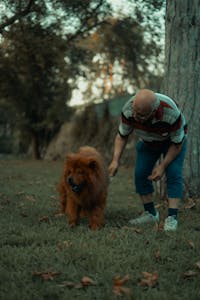 Best Pet Insurance for Senior Dogs 2025 | Plans, Costs & Expert Tips