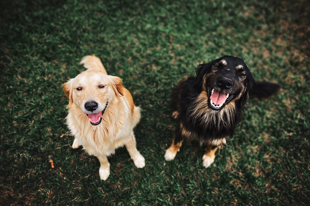 Pet Insurance Guide 2025

