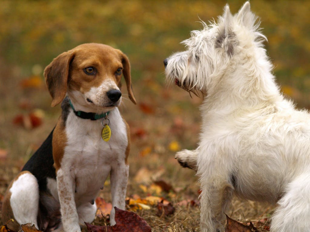 Emergency pet insurance
