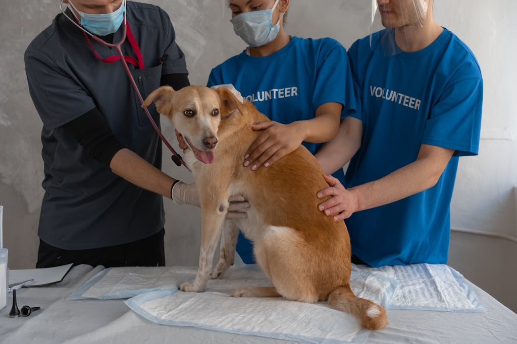 Emergency pet insurance