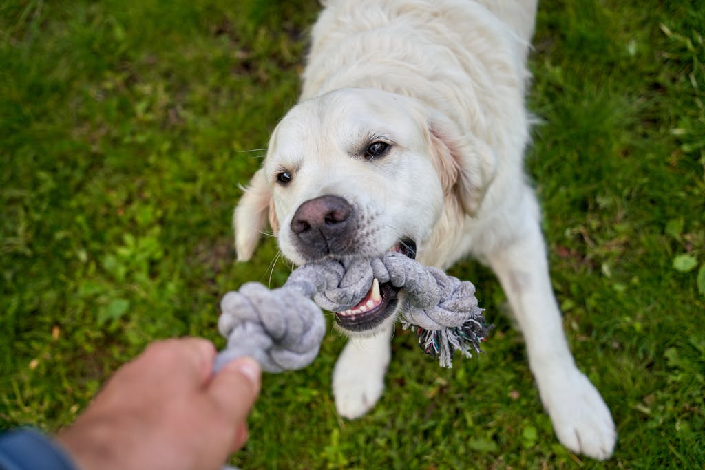 Golden Retriever during vet visit – pet insurance guide 2025