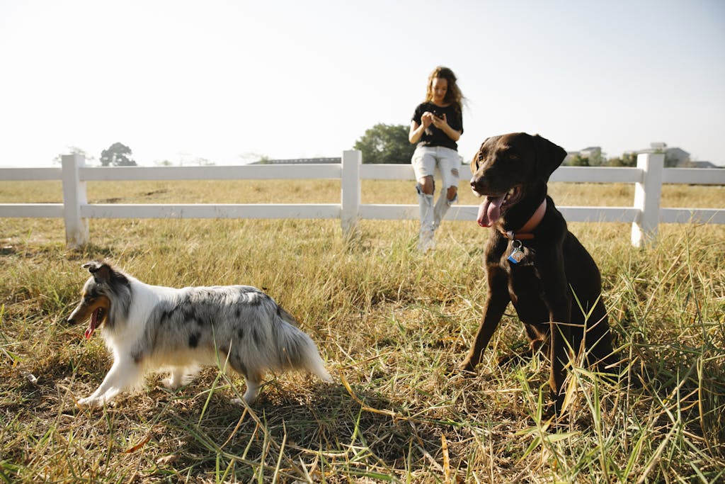 Affordable dog insurance plans for 2025 - Comparison of top providers like Lemonade, Spot, and Fetch.

