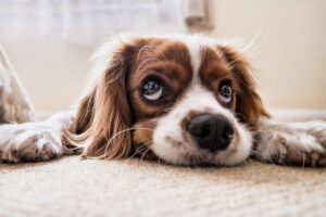 puppy, pet, canine, dog, animal, lying, eyes, fur, snout, doggy, mammal, dog portrait, animal world, cavalier king charles spaniel, spaniel, cute, funny, nature, cutie