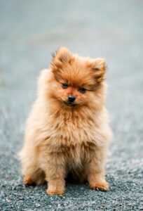 Charming Pomeranian puppy sitting on a road, showcasing its fluffy coat and curious expression.